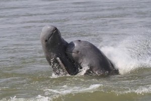 ກຳປູເຈຍພົບລູກປາໂຣມາອິຣະວະດີເກີດໃໝ່ 9 ໂຕ