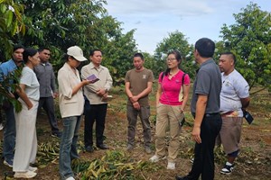 ບົດຄວາມ  ຖົ່ວລຽນທີ່ປູກຢູ່ ລາວ ກັບບາງບັນຫາທີ່ສັງຄົມໃຫ້ຄວາມສົນໃຈ