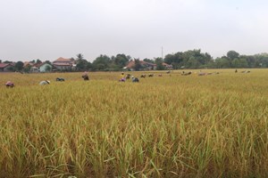 ຊາວກະສິກອນເມືອງຜາອຸດົມ ຂຸ່ນຂ້ຽວເກັບກ່ຽວຜົນຜະລິດພືດລະດູຝົນໃຫ້ທ່ວງທັນເວລາ