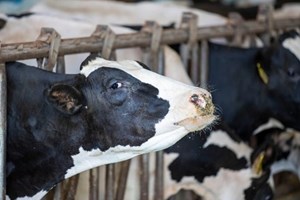 ການກາຍພັນຂອງທາດໂປຣຕີນ ເຮັດໃຫ້ໄຂ້ຫວັດສັດປີກແຜ່ເຊື້ອໃນມະນຸດໄດ້ງ່າຍຂຶ້ນ