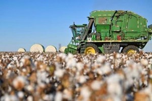 ປະລິມານການຜະລິດຝ້າຍຂອງເຂດຊິ່ນຈ່ຽງຈີນກວມ 92,2% ຂອງທົ່ວປະເທດ