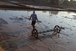 ສົກປີ 2024-2025 ຊາວນາທົ່ວແຂວງຄໍາມ່ວນປູກເຂົ້າລະດູແລ້ງໄດ້ແລ້ວ 3,399 ເຮັກຕາ