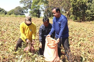 ທ່ານ ນາລອນ ໂພທີສານ ປູກມັນດ້າງເປັນສິນຄ້າ ເຮັດໃຫ້ຊີວິດການເປັນຢູ່ນັບມື້ດີຂຶ້ນ