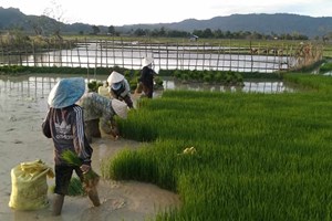 ສົກປີ 2024 – 2025 ຊາວນາໃນທົ່ວແຂວງຄໍາມ່ວນປູກເຂົ້າລະດູແລ້ງໄດ້ແລ້ວ 6,920 ເຮັກຕາ