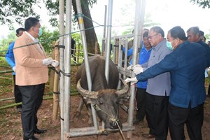 ການລ້ຽງສັດ ແລະ ການປະມົງ ຢູ່ແຂວງໄຊຍະບູລີ