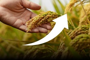 ຟີລິບປິນ ເພີ່ມມາດຕະການສະກັດກັ້ນລາຄາເຂົ້າທີ່ເພິ່ມສູງຂຶ້ນ