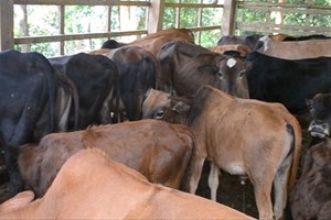 ຄອບຄົວຕົວແບບໃນການລ້ຽງສັດເປັນສິນຄ້າ ແລະ ເກັບຊື້ເຄື່ອງປ່າຂອງດົງ.