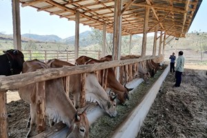 ໄຊຍະບູລີສືບຕໍ່ສ້າງ-ປັບປຸງກຸ່ມຜະລິດກະສິກໍາໃຫ້ຍືນຍົງ