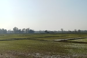 ຊາວນາໃນທົ່ວແຂວງຄໍາມ່ວນປູກເຂົ້າລະດູແລ້ງໄດ້ແລ້ວ 9,536 ເຮັກຕາ