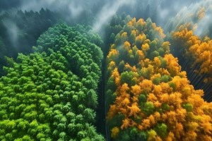 ມູນຄ່າຜົນຜະລິດອຸດສາຫະກໍາປ່າໄມ້ຂອງຈີນບັນລຸຫຼາຍກວ່າ 1 ໝື່ນຕື້ຢວນ