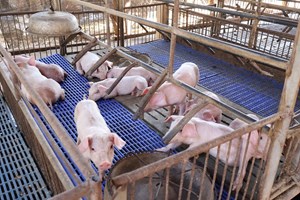 ສ້າງເສດຖະກິດຄອບຄົວຈາກການເພາະພັນລູກໝູຂາຍ ນອກໂມງການ