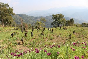 ຫຼວງນໍ້າທາ ທຳລາຍສວນຝິ່່ນ