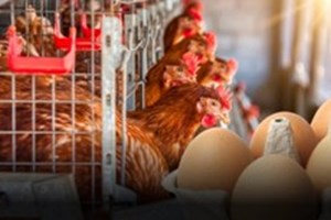 ວິກິດການໄຂ່ໄກ່ແພງ ໃນອາເມຣິກາ ເຮັດໃຫ້ຄົນຮ້າຍລັກໄຂ່ໄກ່ເສຍຫາຍເຖິງ 40 ຕື້ໂດລາ