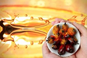 ການຜະລິດນໍ້າມັນປາມ ຂອງມາເລເຊຍຍັງແຂງແຮງ ເຖິງຈະມີນໍ້າຖ້ວມໜັກ