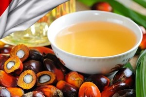 ອິນໂດເນເຊຍ ຄາດວ່າການສົ່ງອອກນໍ້າມັນປາມຈະຫຼຸດລົງໃນປີນີ້