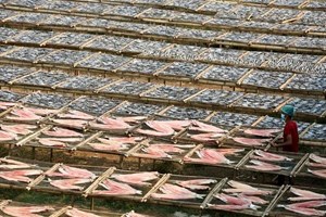 ມຽນມາ ສ້າງລາຍຮັບຈາກການສົ່ງອອກປາ ໄດ້ 342 ລ້ານໂດລາ