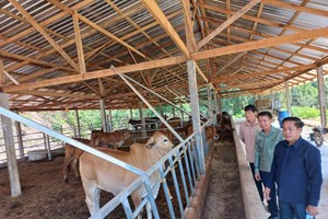 ມີລາຍຮັບ 200 ລ້ານກວ່າກີບຕໍ່ປີຈາກການລ້ຽງງົວຂາຍ