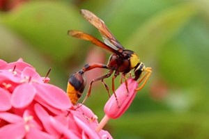 ນັກວິທະຍາສາດພົບ ແຕນ ສົ່ງເຊື້ອແບັກທີເຣຍທີ່ດີ ຜ່ານພິດ