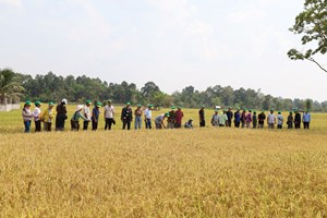 ສະຫຼຸບຜົນທົດລອງການນໍາໃຊ້ປຸ໋ຍ ກາຫົວຄວາຍ ທີ່ບ້ານໂພນທັນ