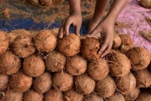 ສີລັງກາ ຕັ້ງເປົ້າສົ່ງອອກໝາກພ້າວ ບັນລຸ 1.7 ຕື້ໂດລາ ໃນປີ 2025