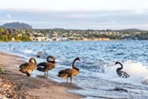 ນູແວນເຊລັງ ກຽມພ້ອມຮັບມືກັບພະຍາດໄຂ້ຫວັດສັດປີກ ສາຍພັນ H5N1