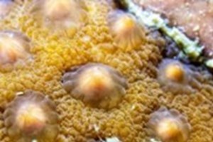 ນັກອະນຸລັກ ກຳປູເຈຍ ພົບປະກາລັງອອກໄຂ່ ຄັ້ງ 2