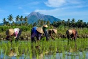 ອິນ​ໂດ​ເນ​ເຊຍ​ຄາດ​ວ່າ​ການ​ຜະລິດ​ເຂົ້າ​ຈະ​ເພີ່ມ​ຂຶ້ນ 11.17% ​ໃນ​ເຄິ່ງ​ທຳ​ອິດ​ຂອງ​ປີ 2025