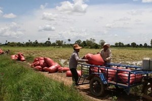 ກຳປູເຈຍ ສົ່ງອອກເຂົ້າສານ 4 ເດືອນຕົ້ນປີ ສ້າງລາຍຮັບໄດ້ 209 ລ້ານໂດລາ