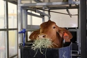 ອົສຕຣາລີ ພັດທະນາເຄື່ອງມືຊ່ວຍຊາວກະສິກອນປັບປຸງພັນງົວທົນຕໍ່ອາກາດຮ້ອນ