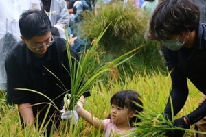 ລາຄາເຂົ້າໃນຍີ່ປຸ່ນ ເພີ່ມຂຶ້ນ 17 ອາທິດຕິດຕໍ່ກັນ