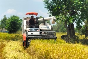 ປະຈຸບັນທົ່ວແຂວງຄໍາມ່ວນເກັບກ່ຽວເຂົ້ານາແຊງໄດ້ແລ້ວ 3,977 ເຮັກຕາ