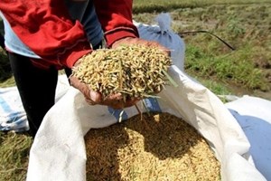 ອິນ​ໂດ​ເນ​ເຊຍ ​ຄາດ​ວ່າ​ການ​ຜະ​ລິດເຂົ້າຈະ​ບັນ​ລຸ 34 ລ້ານ​ໂຕນ