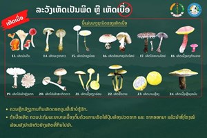 ລະວັງ! ເຫັດບາງຊະນິດອາດເປັນເຫັດເບື່ອ ຫ້າມນໍາມາບໍລິໂພກເດັດຂາດ