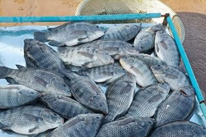 ສະພາບການສະໜອງຄວາມຕ້ອງການ ຊີ້ນ, ໄຂ່, ປາ ໃນປີຜ່ານມາ