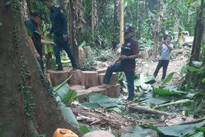 ເຈົ້າໜ້າທີ່ກອງກວດກາປ່າໄມ້ ພົບເຫັນການລັກລອບຕັດໄມ້-ເລື່ອຍໄມ້ ຢູ່ເຂດເມືອງກາສີ