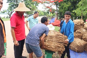 ຄໍາມ່ວນ ເກັບກ່ຽວພຶດສໍາຮອງລະດູແລ້ງສໍາເລັດໃນເນື້ອທີ່ 9,714 ເຮັກຕາ