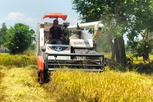 ຄໍາມ່ວນ ເກັບກ່ຽວເຂົ້ານາແຊງໄດ້ແລ້ວ 7,813 ເຮັກຕາ