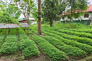 ວັນປູກຕົ້ນໄມ້ປີນີ້ ແຂວງຫຼວງພະບາງ ຈະປູກຕົ້ນໄມ້ໃນເນື້ອທີ່ທັງໝົດ 200 ກວ່າເຮັກຕາ