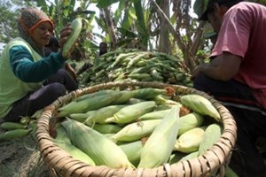 ອິນໂດເນເຊຍ ສົ່ງອອກສາລີ 1,200 ໂຕນ ໄປມາເລເຊຍ