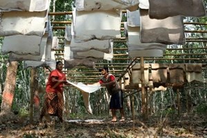 ມຽນມາ ວາງເປົ້າໝາຍສົ່ງອອກຢາພາລາ ບັນລຸ 3.5 ແສນໂຕນ