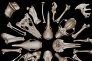 ອົດສ​ຕຣາ​ລີ​ ເປີດ​​ຖານ​ຂໍ້​ມູນໂຄງກະດູກສັດແບບສາມມິຕິ ແຫ່ງທຳອິດຂອງໂລກ​