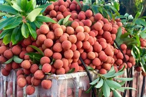 ຫວຽດນາມ ຢູ່ອັນດັບທີ 2 ຂອງໂລກ ກ່ຽວກັບປະລິມານໝາກລິນຈີ່