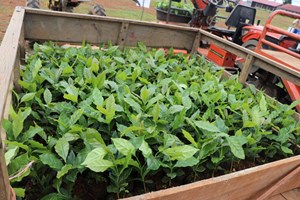 ມອນຊູນ ວິນ ພາວເວີ ມອບເບ້ຍກາເຟ ໃຫ້ປະຊາຊົນ ເມືອງດາກຈຶງ ແລະ ຊານໄຊ