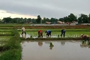 ປັດຈຸບັນຄໍາມ່ວນປູກເຂົ້ານາປີໄດ້ແລ້ວ 40,587 ເຮັກຕາ