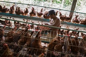 ກຳປູເຈຍ ຢືນຢັນມີຄົນເຈັບໄຂ້ຫວັດສັດປີກເພີ່ມຂຶ້ນ