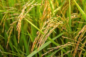 ລາຄາເຂົ້າສານໃນຍີ່ປຸ່ນຫຼຸດລົງ ຫຼັງຈາກເຂົ້າສຳຮອງຂອງລັດຖະບານວາງຂາຍ