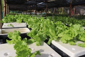 ຄໍາມ່ວນ ປູກພືດສໍາຮອງລະດູຝົນໄດ້ແລ້ວ 127.39%