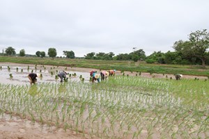 ໄຊພູທອງ ປັກດໍາເຂົ້ານາປີໄດ້ແລ້ວ 3,450 ເຮັກຕາ