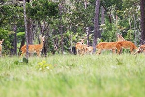 ຈົ່ງ​ຮ່ວມ​ກັນອະ​ນຸ​ລັກສັດນໍ້າ-ສັດປ່າ ເພື່ອຄວາມອຸດົມສົມບູນ​ຂອງ​ທຳ​ມະ​ຊາດ