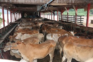 ພິທີມອບ ງົວພໍ່ພັນ-ແມ່ພັນ 100 ໂຕ ໃຫ້ປະຊາຊົນບັນດາເຜົ່າ ຢູ່ເຂດຫ່າງໄກຊອກຫຼິກ